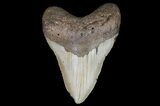 Bargain, Megalodon Tooth - North Carolina #67328-1